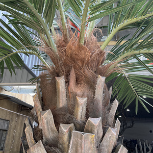 Palme artificiali da 20 piedi a prova di UV all'aperto per interni grandi maestose palme da seta grandi piante da esterno in finto albero - Product Image 3