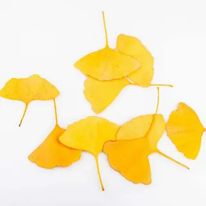 Polvere di estratto di foglie di Ginkgo Biloba standard USP di alta qualità 24% 6%