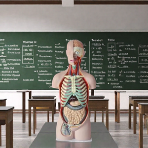 DARHMMY 85 cm Modèle de torse anatomique <span class=keywords><strong>humain</strong></span> en PVC à dos ouvert <span class=keywords><strong>asexué</strong></span> avec 17 pièces pour les sciences médicales - Product Image 5