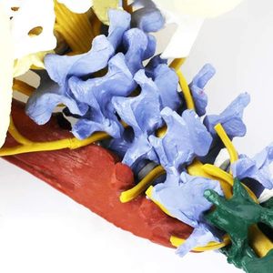 نموذج العمود الفقري القطني المرن الملون بحجم طبيعي 85 سم مع العضلات والأعصاب في منطقة الفخذ والحوض، نموذج تعليمي طبي تشريحي حاصل على شهادتي CE وISO - Product Image 4