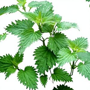 Polvere <span class=keywords><strong>di</strong></span> <span class=keywords><strong>Ortica</strong></span> Concentrata Naturale e Biologica <span class=keywords><strong>di</strong></span> Alta Qualità, Estratto <span class=keywords><strong>di</strong></span> <span class=keywords><strong>Ortica</strong></span> in Polvere per Uso Alimentare - Product Image 2