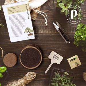 Bonsai Starter Kit Cadeaux de jardinage pour femmes hommes Unique DIY Loisirs Artisanat <span class=keywords><strong>Hobby</strong></span> Kits pour adultes Idées cadeaux de Noël insolites fo - Product Image 4