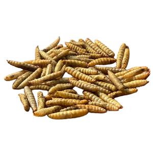 Larvas de BSF Desgrasadas y Secas, Proteína de Insectos de Alta Digestibilidad, Reemplazo de Harina de Soja para Alimentación de Cría de Tilapia, Camarones y Cangrejos en Acuicultura - Product Image 3