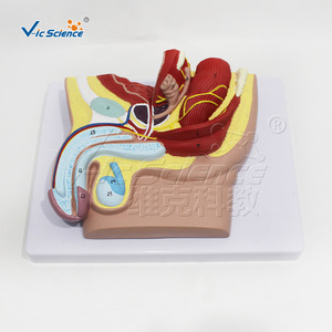 Modèle anatomique naturel du système urinaire masculin, aide pédagogique détachable pour les organes urinaires humains - Product Image 1