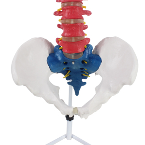 نموذج تشريحي مرن بالحجم الطبيعي للعمود الفقري مع الحوض - Product Image 3