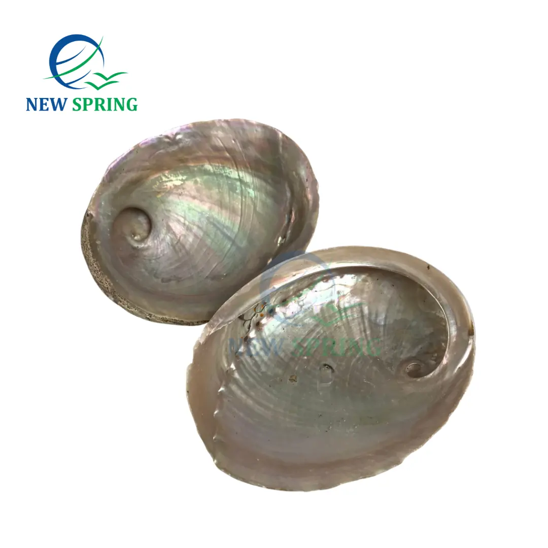 Wholesale Large Size Abalone Shell SeaShell Shells 8-10cm Natural Materials Cleaning Abalone Shells Decorative Materials Jewelry