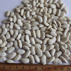 Frijoles de mantequilla secos a granel para alimentos enlatados Frijoles de riñón blancos de forma larga - Product Image 3