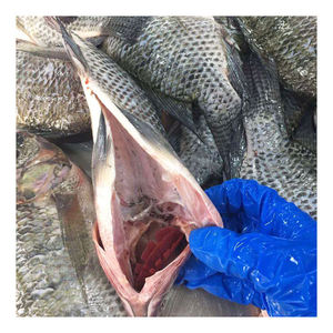 Tilapia Congelada IQF, Eviscerada con Cabeza (<span class=keywords><strong>GHO</strong></span>), 300-500g, Certificación BAP, Pescado de Agua Dulce, Envasado al Vacío para Exportación al por Mayor - Product Image 6
