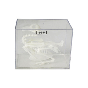 Spécimen squelettique de pigeon J43109, équipement d'expérimentation biologique pour collèges, spécimens biologiques pour collèges, matériel pédagogique - Product Image 1