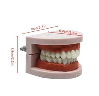 Modèle dentaire en résine injectée 28 dents, vente en gros, simulation pédagogique, petits appareils orthodontiques Yuanze YZJM-ZS89