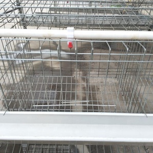 Nuevo diseño Poultry Chicken Farm batería jaulas <span class=keywords><strong>de</strong></span> pollo para asar con regulador <span class=keywords><strong>de</strong></span> presión <span class=keywords><strong>de</strong></span> <span class=keywords><strong>agua</strong></span> para la granja <span class=keywords><strong>de</strong></span> Pakistán - Product Image 5