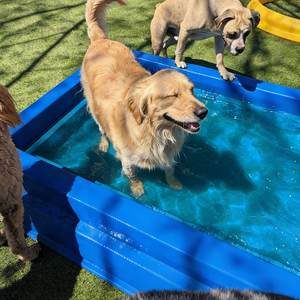 Piscina per Animali Domestici Personalizzata, Durevole ed Ecologica, Portatile in Fibra di Vetro, Giocattolo per Pulizia, Popolare Piscina Splash per Cani - Product Image 3