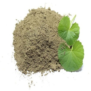 Poudre de Bacopa Monnieri de haute qualité, extrait naturel de Brahmi, poudre fine standardisée pour les commandes en gros - Product Image 2