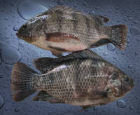 Poisson tilapia entier congelé de grande taille, faible teneur en matières grasses, riche en protéines