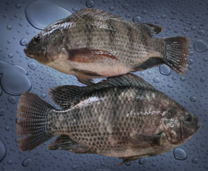 Peixe Tilápia Inteiro Congelado de Grande Tamanho Baixo Teor de Gordura Alto Teor de Proteína - Product Image 6