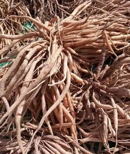 Raíz de Shatavari Orgánica de la Mejor Calidad para Productos de Bienestar Ayurvédico, Suplementos Nutricionales y Suministro a Granel Disponible para la Venta - Product Image 4