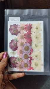 Lámina de Flores Secas Naturales Prensadas, Espécimen Floral en Relieve para Manualidades con Resina, Flores y Plantas Decorativas - Product Image 1
