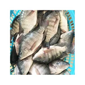 신선한 틸라피아 냉동 생선 건강 600-800g 라이브 틸라피아 물고기