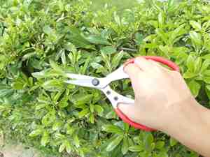 Tijeras de jardín multiusos de grado industrial y DIY, podadora de flores de borde liso con diseño de múltiples flores - Product Image 3