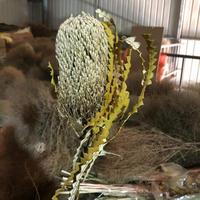 Groothandel gedroogde bloemen Protea natuurlijke koningsbloem geconserveerde Banksia voor bloemstukken en huisdecoratie