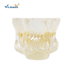 Modelo Anatómico de Dientes de Gato en Plástico para Entrenamiento de Enfermeras en Escuelas y Hospitales - Product Image 3