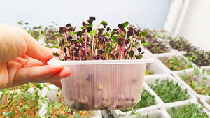 365 giorni 20ft zafferano contenitore di allevamento isolato Container di spedizione idroponico sistema di agricoltura verticale zafferano - Product Image 4