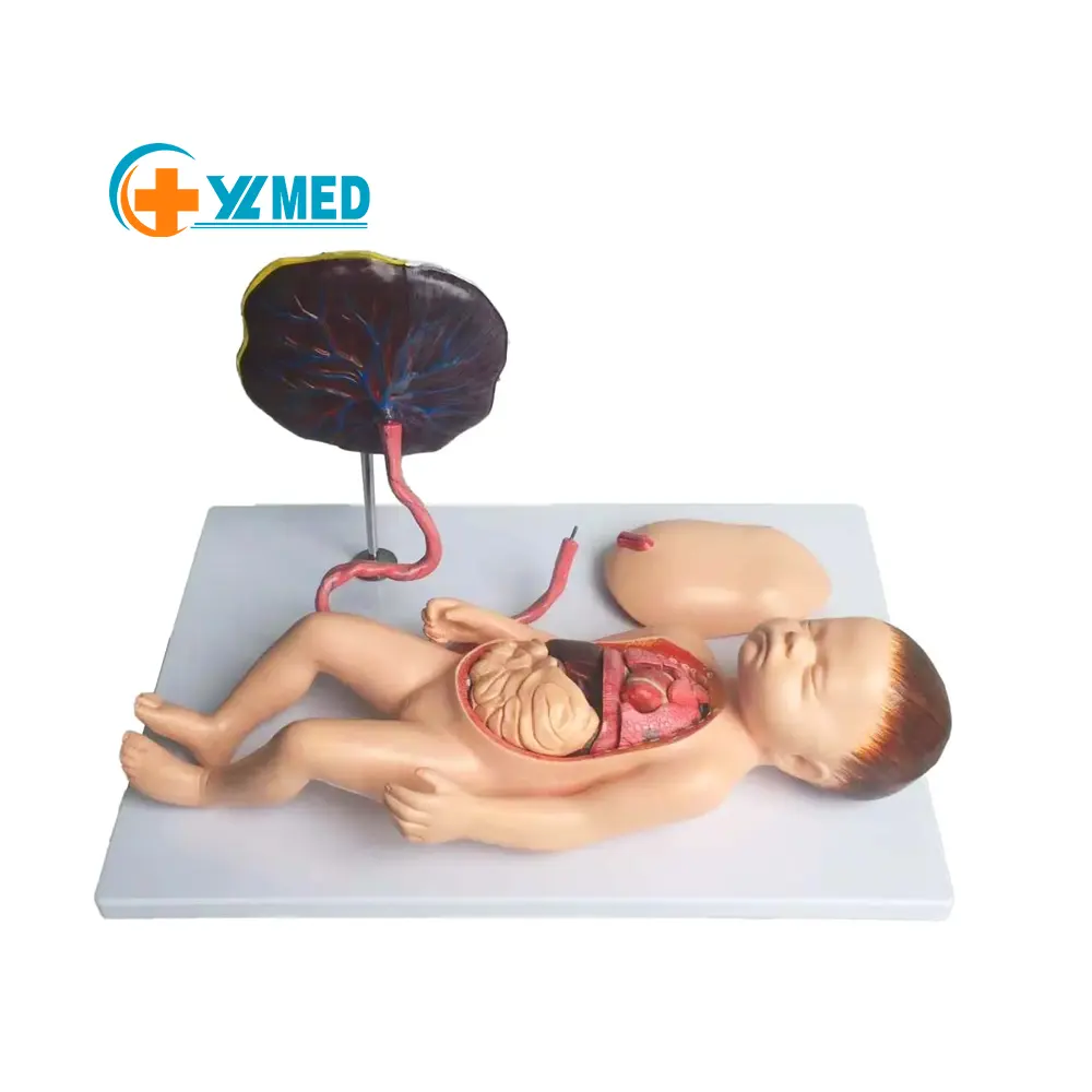 Course of Delivery Childbirth Mechanism Teaching Model medical teaching mode of high quality real life size Model