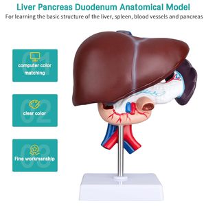Hígado páncreas duodeno modelo tamaño real hígado anatomía modelo páncreas modelo para investigación médica y enseñanza - Product Image 3