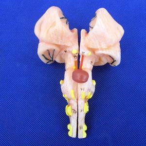 高品質の人間の脳モデル8部品、解剖学的教育医療デモンストレーションツール - Product Image 2