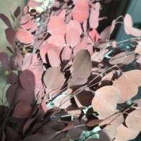 Fleurs décoratives en gros du Yunnan, feuilles d'eucalyptus séchées naturelles de haute qualité, eucalyptus Pupulus préservé pour la décoration de Noël