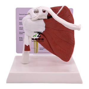 Modèle d'articulation de l'épaule musclée grandeur nature pour usage scolaire - Product Image 2