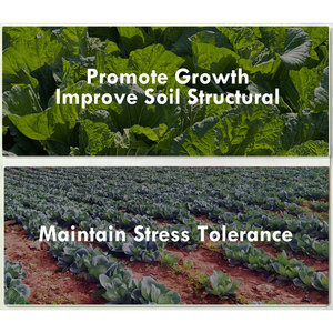 Alta Qualidade Baixo Preço Orgânico Enzimático Perfeito Aminoácidos Vegetal Nutriente Em Pó Fertilizante Hormônio do Enraizamento na Agricultura - Product Image 4