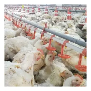 High Quality Automatic Chicken Farm System Poultry Equipment