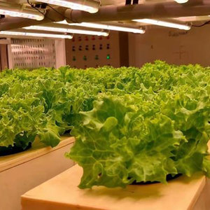Sainpoly Sistema de Cultivo <span class=keywords><strong>Vertical</strong></span> Hidropónico de Bajo Costo para Cultivo de <span class=keywords><strong>Lechuga</strong></span> en Interiores, Torre de Cultivo en Venta - Product Image 4
