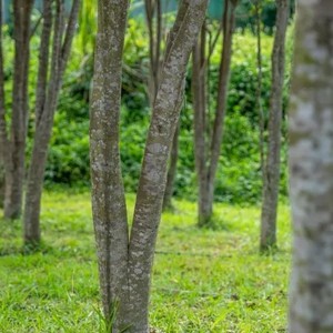 Top31 Vietnam Royal Style 5A 8-20Y Legno di Oud Naturale Invecchiato di Alta Qualità da Albero Antico, Incenso in Bastoncini di Legno Profumato Biologico Fatto a Mano - Product Image 4