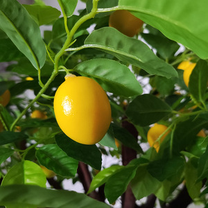 Arbre artificiel grand citron vert de 1,5 m, style Ins, faible coût, écologique, réaliste, quasi-naturel, sur mesure, très demandé <span class=keywords><strong>pour</strong></span> la maison - Product Image 6