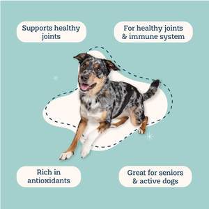 Integratore in Polvere di Curcuma per Animali Domestici OEM Personalizzato, Naturale Anti-Infiammatorio, Supporto Articolare, Potenziamento Immunitario e Antiossidante per Cani e Gatti - Product Image 3