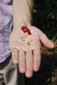 Bevanda concentrata liquida all'ingrosso di tè di cascara di caffè, succo di caffè e tè ai frutti rossi, a basso contenuto di caffeina - Product Image 5