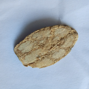 Tige d'Erycibe à feuilles obtuses naturelles séchées brutes Ding Gong <span class=keywords><strong>Teng</strong></span> à vendre - Product Image 5