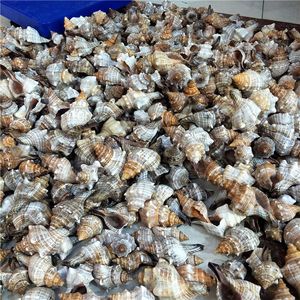 Gusci di conchiglie di corno di montone e buccino a spirale rossa per tiro a segno oggetti di scena artigianali - Product Image 6