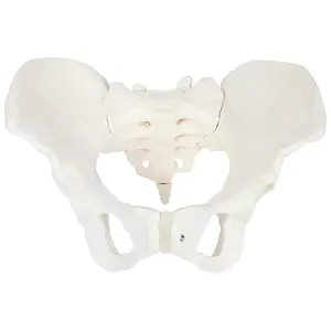 Medical Teaching Used Human Anatomy Skeleton Type Plastic Mini Female Pelvis Model