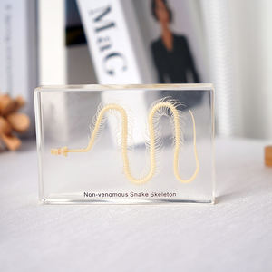 โครงกระดูกสัตว์ทำจากเรซิ่นวัสดุวัสดุสำหรับการสอนโครงกระดูกงูตัวอย่างโครงกระดูกสำหรับชีววิทยา - Product Image 1