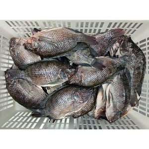 <span class=keywords><strong>Pesce</strong></span> Congelato Economico: Tilapia Eviscerata e Squamatata, Orata GS 550-750g, Vendita all'Ingrosso per Aziende dalla Cina - Product Image 6