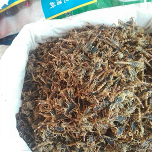<span class=keywords><strong>Quan</strong></span> Xie ทั้งแมลงสมุนไพรป่าสีน้ำตาลราศีพิจิกเพื่อขาย - Product Image 3