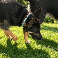 Collier pour chien en paracorde tressé avec boucle à dégagement rapide, collier pour animal de compagnie en nylon tissé durable pour l'extérieur avec anneau en D en métal