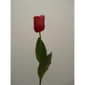 ทิวลิปสเปรย์ X1 65CM MV - Product Image 1