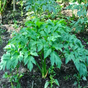 Ekstrak daun besok <span class=keywords><strong>Ashitaba</strong></span> kualitas tinggi ekstrak <span class=keywords><strong>Ashitaba</strong></span> ekstrak Angelica Keiskei - Product Image 2