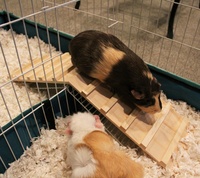 Pont en bois pour cage ou habitat d'animaux de petite taille - Cochon d'Inde, Furets, Chinchillas, Hérissons, Lapins nains et autres petits animaux