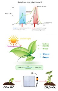 Lampada LED per Piante 45W, Luce Rossa + Blu + Bianca, Spettro Completo, per Coltivazione Indoor di Verdure e Tende <span class=keywords><strong>da</strong></span> Coltivazione - Product Image 6