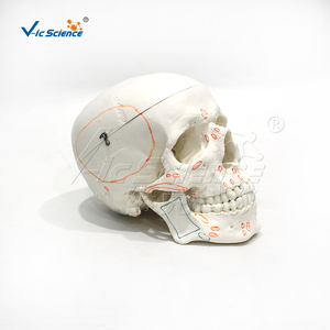 Modelo de Cráneo Humano con Marcas de Origen e Inserción Muscular, Cráneo Anatómico de PVC para Enseñanza de Ciencias Médicas - Product Image 4